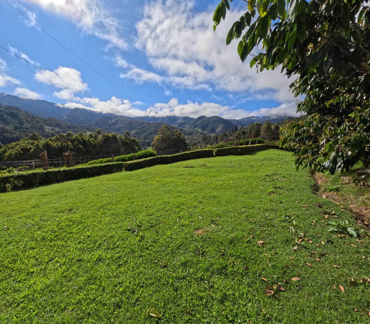 Vista panorámica de los lotes